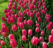 Jardin Keukenhof Génial Update Holland S Spectacular Spring Flower Show is Canceled