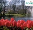 Jardin Keukenhof Inspirant Enjoy This New Video Of Our Beautiful Park ð· Keukenhof Virtually Open