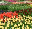 Jardin Keukenhof Inspirant Springtime Private tour to Keukenhof Tulip Fields and Windmills