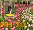 Jardin Keukenhof Luxe Impression Of Keukenhof Flower Gardens 2019 Lisse Holland