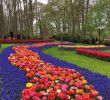 Jardin Keukenhof Luxe Keukenhof Lisse Netherlands Flower Trail at Keukenhof