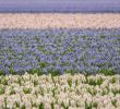 Jardin Keukenhof Nouveau Keukenhof Tulip Mania