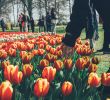 Jardin Keukenhof Unique Tulips and Flower Bulbs In the Netherlands Holland