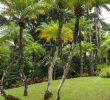 Jardin Martinique Élégant Phoenix Roebelenii or Pygmy Date Palm at Jardin De Balata