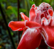 Jardin Martinique Luxe Matinée Au Jardin De Balata Royaume Des Fleurs Tropicales