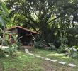 Jardin Martinique Nouveau épinglé Sur Martinique Treehouse