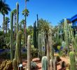 Jardin Menara Best Of the Many Cacti Found In the Jardin Majorelle Marrakech