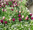 Jardin Menton Frais Beauty Tulips Arrangement for Home Garden 13