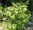 Jardin Menton Frais Jerusalem Cherry Media Encyclopedia Of Life