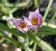 Jardin original Beau File Tulipa Humilis In Jardin Des Plantes Fading Flowers 03