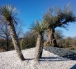 Jardin Paysager Exemple Charmant Album Olivier Et Palmier Arbor Mineral Paysagiste