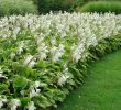 Jardin Royal Frais Hosta Plantaginea Royal Standard Lily Like White Flowers Z