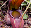 Jardin Royal Frais Nepenthes Rajah