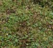 Jardin Royal Génial File Hydrocotyle Novae Zelandiae at the Sub Antarctic Plant