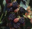 Jardin Septembre Beau épinglé Sur Jardin Productif Et Pratique