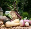 Jardin Septembre Beau Sept Légumes Racines Faciles   Cultiver