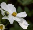 Jardin Septembre Génial Les Cosmos Fleurs D été