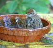 Jardin Septembre Unique Oiseaux Du Jardin Septembre 2018