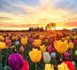 Jardin soleil Nouveau Champ De Tulipes Au Coucher De soleil