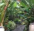 Jardin Tropical Génial Tropical Garden Path Curved Lines Create A Sense Of