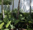 Jardin Tropical Luxe Garden Life Bronte Project