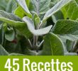 Le Bon Coin 76 Jardinage Beau Recettes   La Sauge 45 Idées Pour Utiliser La Sauge