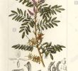 Le Jardin D Antoine Beau Indigofera Suffruticosa Stock S & Indigofera