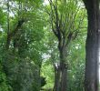 Le Jardin De Berthe Lyon Frais Parc Des Hauteurs