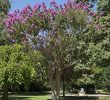 Le Jardin Des Plantes toulouse Frais K­nai Selyemvirágfa – Wikipédia