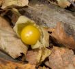 Le Jardin Des Plantes toulouse Unique Peruvian Groundcherry Media Encyclopedia Of Life