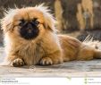 Le Jardin Pekinois Nouveau Chiots De Pékinois Ou Chien De Lion Stock Image Du