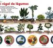 Légumes Du Jardin Élégant Le Blog De Cathnounourse Les Légumes Racines Feuilles