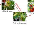 Légumes Du Jardin Génial Fiche N°1 Fruit Ou Légume Fin Du Débat Appellation