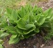 Logo Jardin Nouveau File Veratrum Album In Jardin Botanique De L Aubrac 01