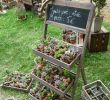 Modele De Jardin Charmant Petites étag¨res Pour Un Maximum De Plantes Sur Un Minimum