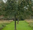 Mon Jardin En Permaculture Charmant Le Jardin Plume In normandy