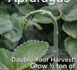 Mon Jardin En Permaculture Élégant How to Grow Strawberries and asparagus the Permaculture Way