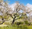 Nature Jardin Best Of Serra De Tramuntana Travel