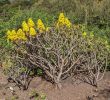 Nature Jardin Nouveau Aeonium Arboreum Wikiwand