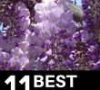 Nettoyage Jardin Best Of 11 Best Smelling Plants for Your Yard Most Fragrant Plants