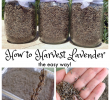 Nettoyage Jardin Luxe How to Harvest Lavender the Easy Way