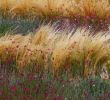 Paysage Jardin Inspirant Gauras and Stipa Grasses