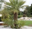 Paysager son Jardin Beau Album Olivier Et Palmier Arbor Mineral Paysagiste