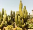 Paysager son Jardin Frais Botanicactus Ses Salines 2020 Ce Qu Il Faut Savoir Pour