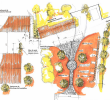 Plan De Jardin Paysager Nouveau épinglé Sur Etudes & Plans