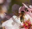 Punaise De Jardin Charmant Insecticides Et Fongicides Un Cocktail Mortel Pour Les