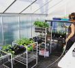 Serre De Jardin Polycarbonate Luxe Lots Of Pots Moved Into the Greenhouse today to Make Room In