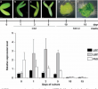 Table De Jardin Élégant Figure 3 From Immature Zygotic Embryo Cultures Of