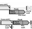 Table De Jardin Leclerc Inspirant Secretome Profiling Of Propionibacterium Freudenreichii