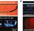 Table Terrasse Beau the Femtosecond Laser Induced Photochemistry In Silver